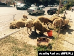 Bakıda qurbanlıq qoyunlar, 23 sentyabr, 2015