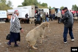 Мужчина тащит овцу, купленную для проведения пиршества. Нарынская область, 23 сентября 2015 года.