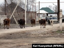 Көрнекі сурет.