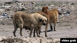 Öldürülən itlər akta salınır, daha sonra xüsusi yerlərdə basdırılır